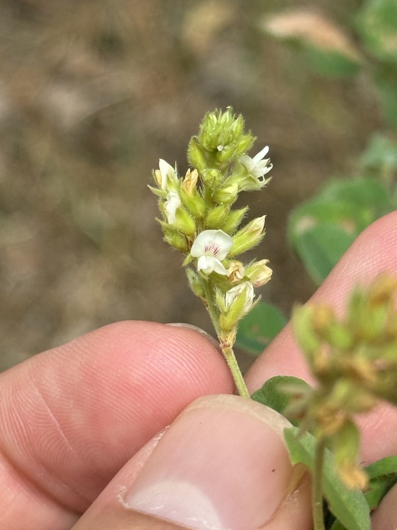 Hairy Lespedeza photo 8