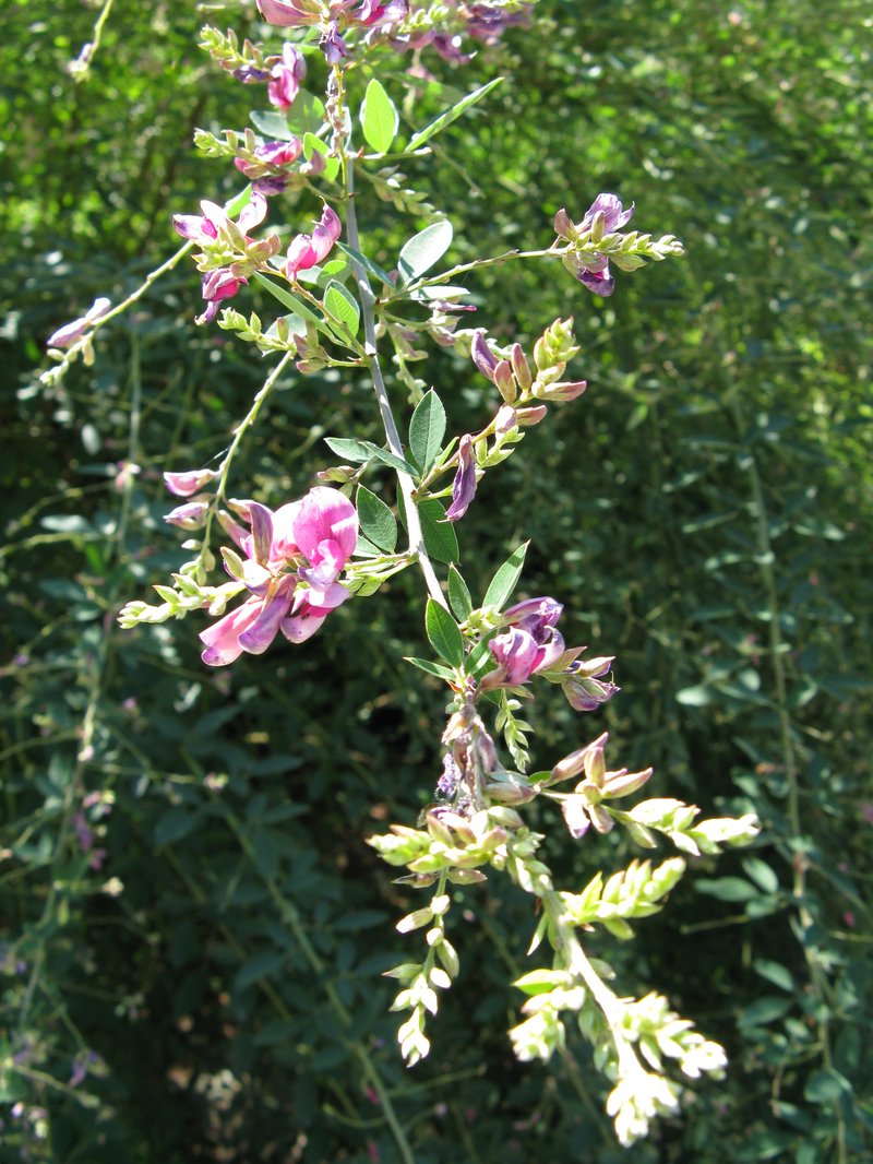 Lespedeza japonica