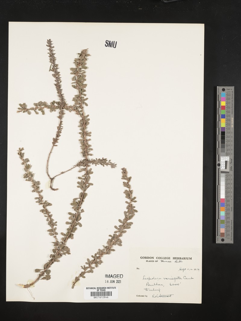 Lespedeza juncea var. variegata