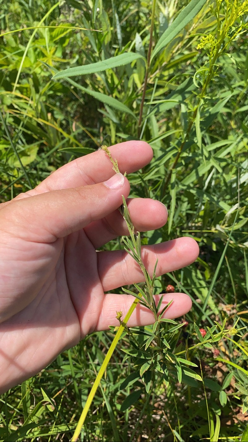 Prairie Lespedeza