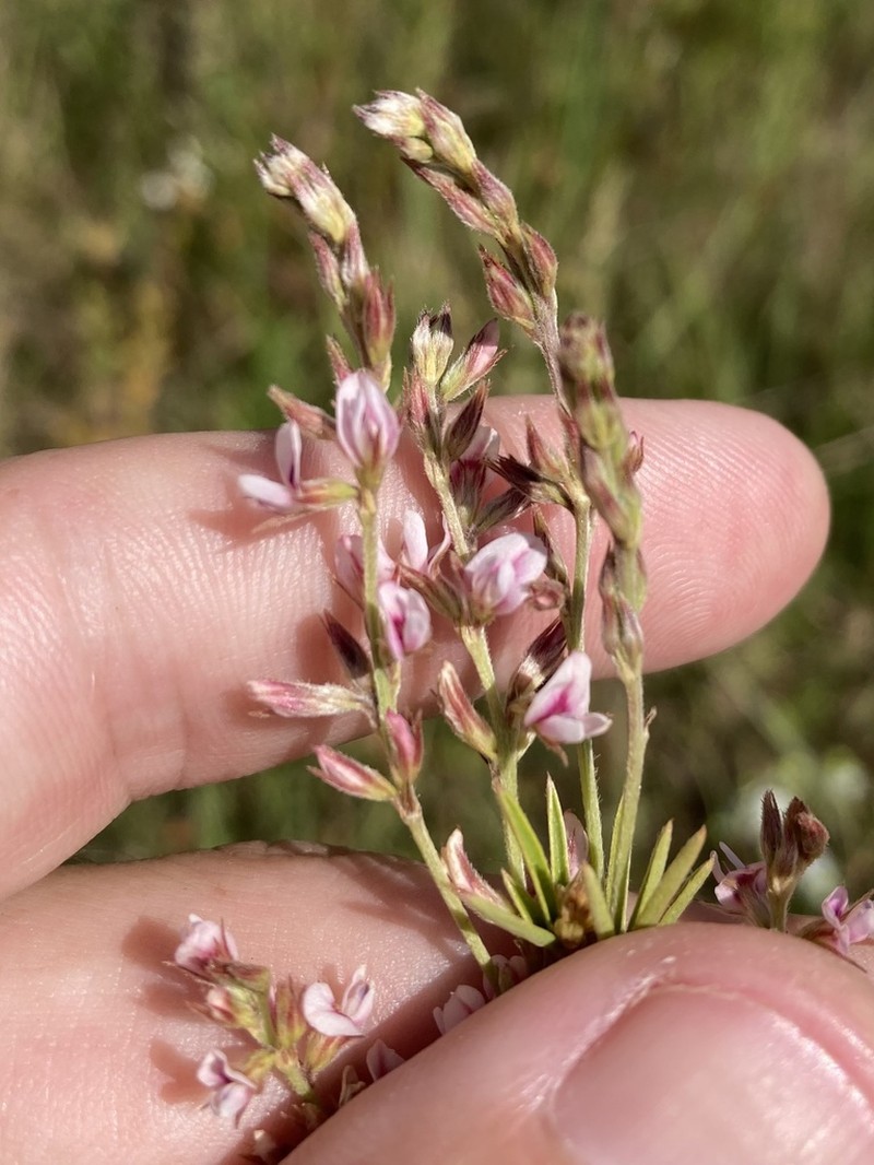 Prairie Lespedeza photo 2