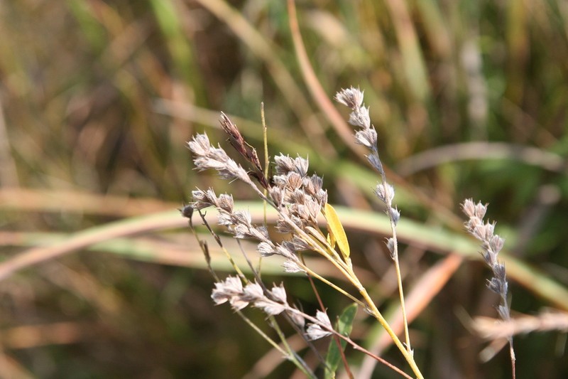 Prairie Lespedeza photo 3