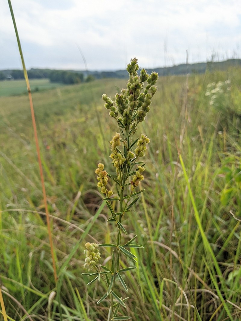 Prairie Lespedeza photo 4