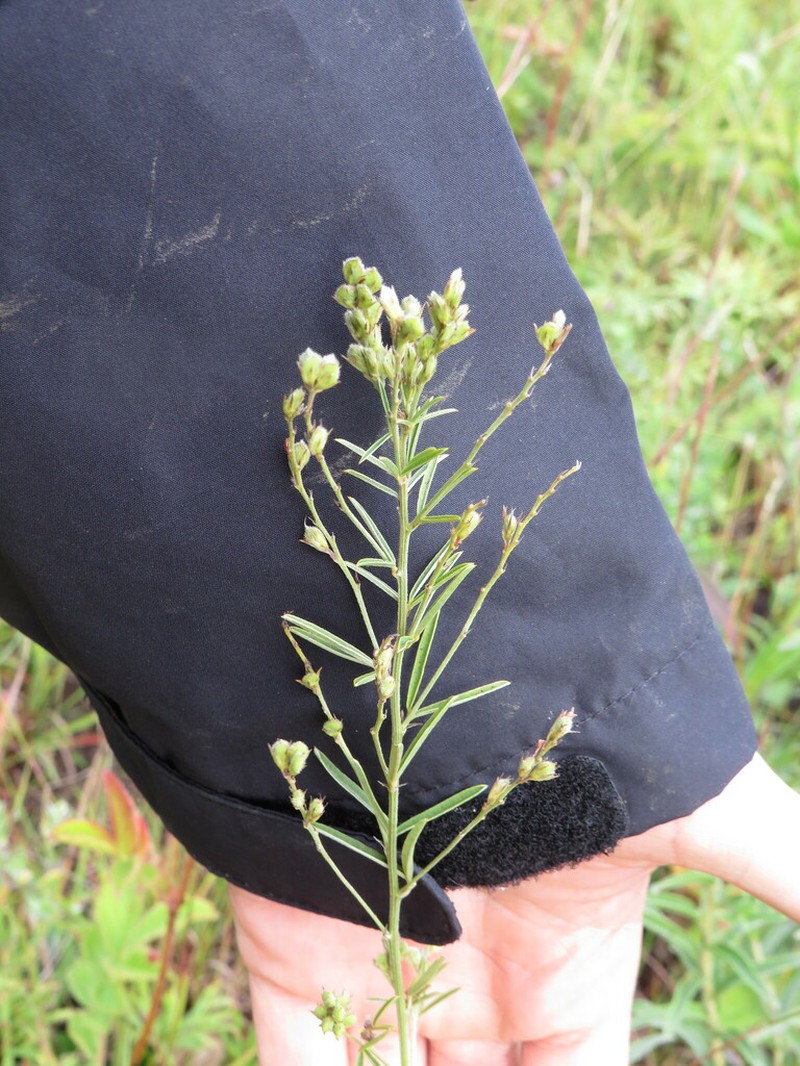Prairie Lespedeza photo 5