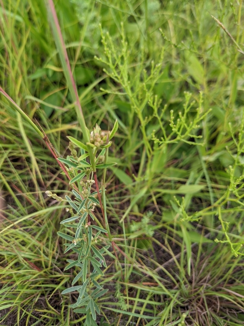 Prairie Lespedeza photo 6