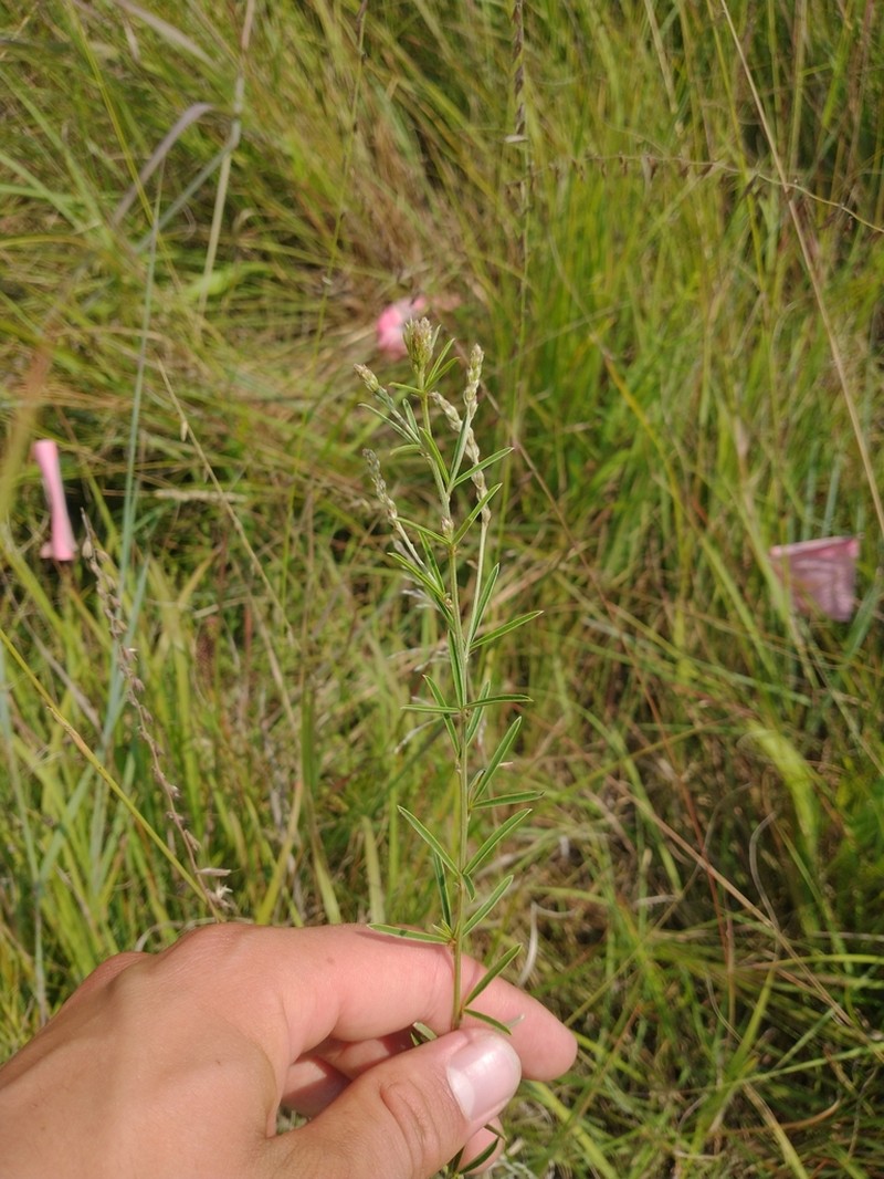 Prairie Lespedeza photo 7