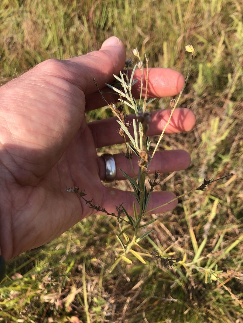 Prairie Lespedeza photo 8