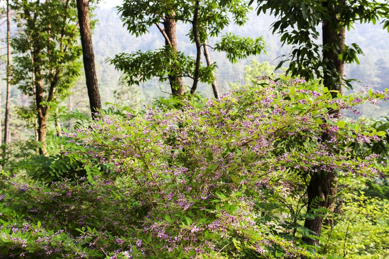 Lespedeza maimowiczii