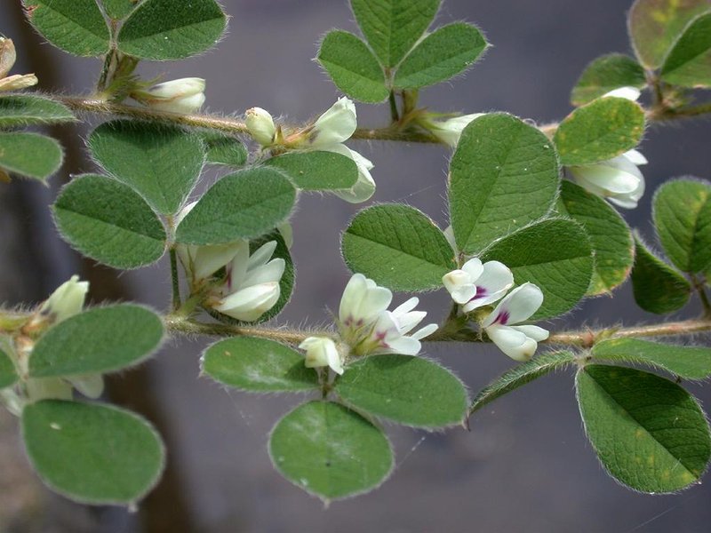Lespedeza pilosa