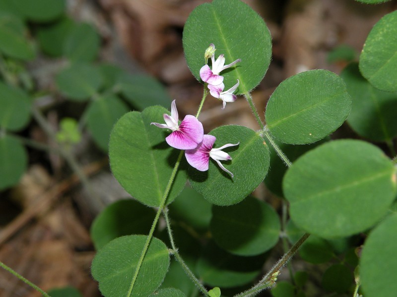 Trailing Lespedeza