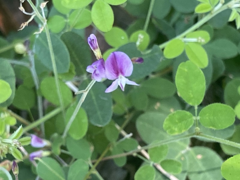 Trailing Lespedeza