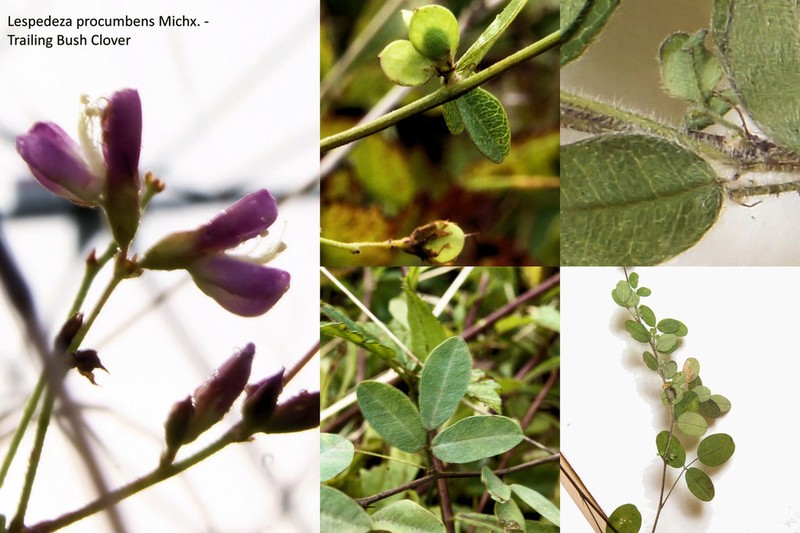 Trailing Lespedeza photo 2