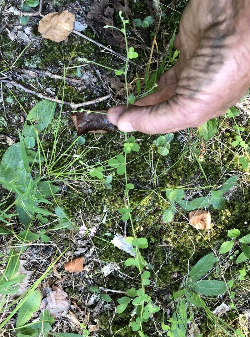 Trailing Lespedeza photo 3