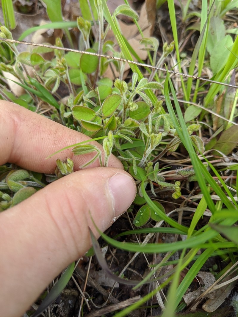 Trailing Lespedeza photo 4