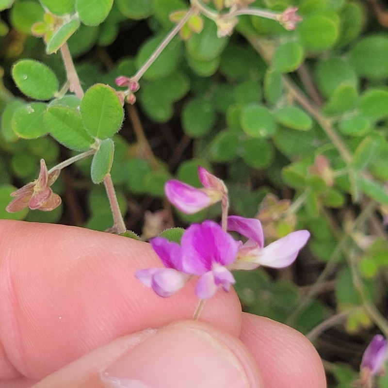 Trailing Lespedeza photo 5