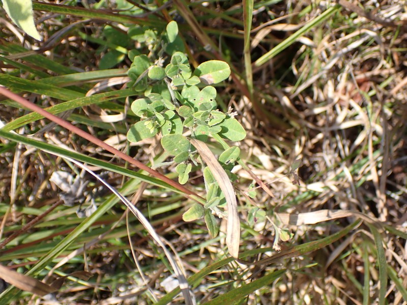 Trailing Lespedeza photo 6