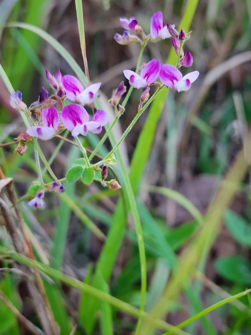 Trailing Lespedeza photo 7