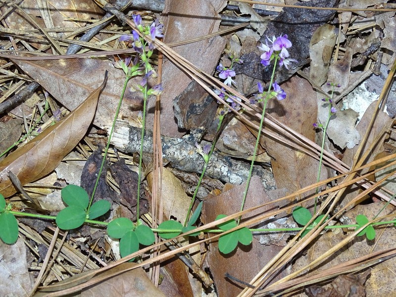 Trailing Lespedeza photo 8