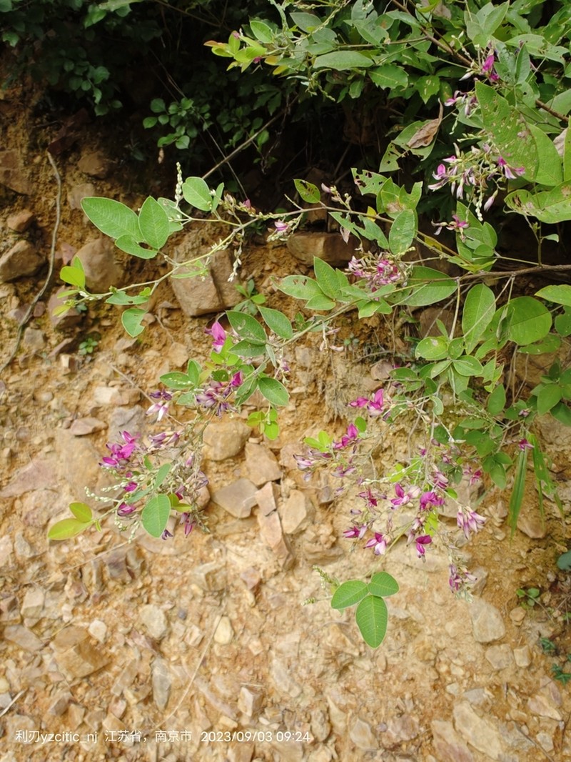 Lespedeza pseudomaximowiczii