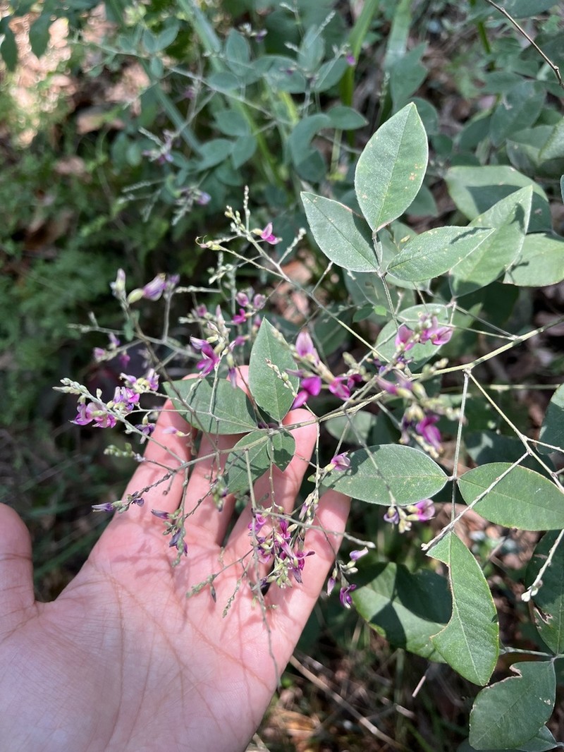 Lespedeza pseudomaximowiczii photo 2