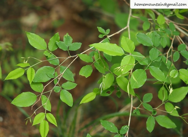 Lespedeza pseudomaximowiczii photo 3