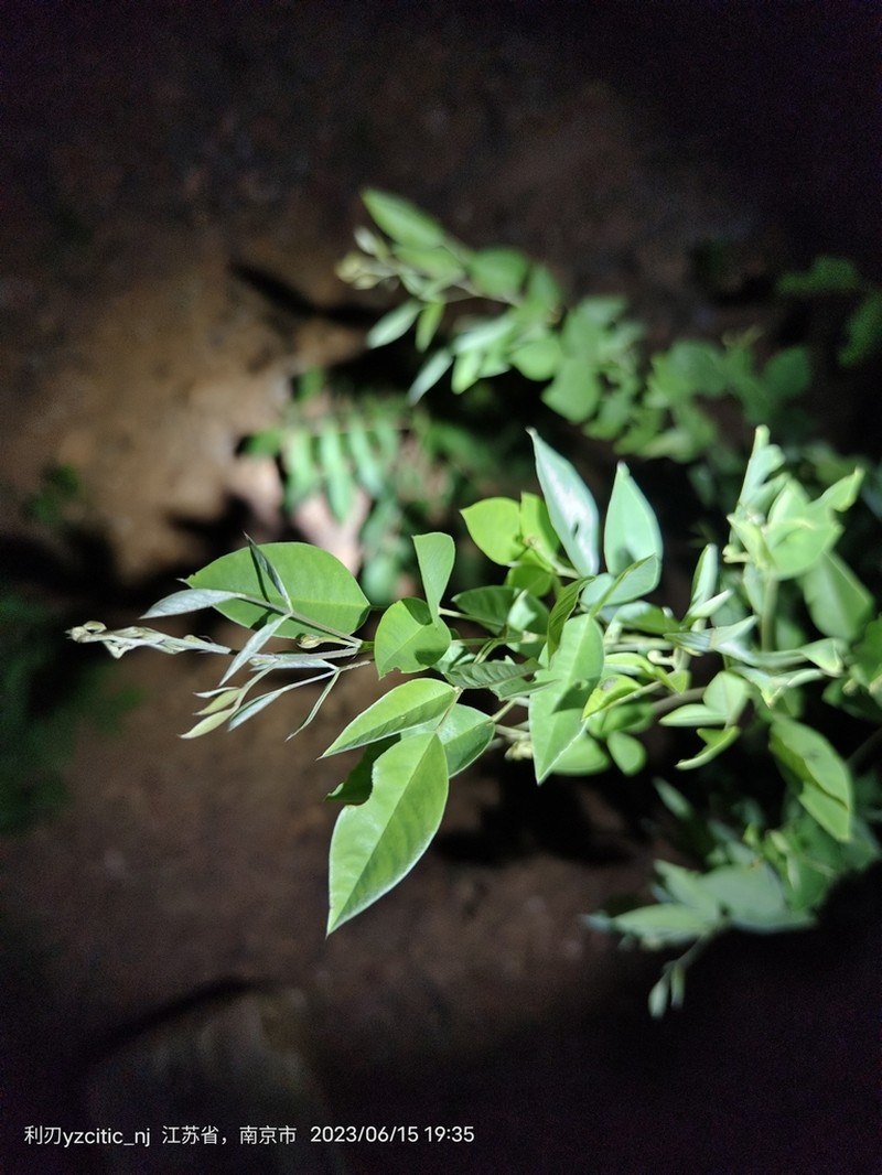 Lespedeza pseudomaximowiczii photo 4