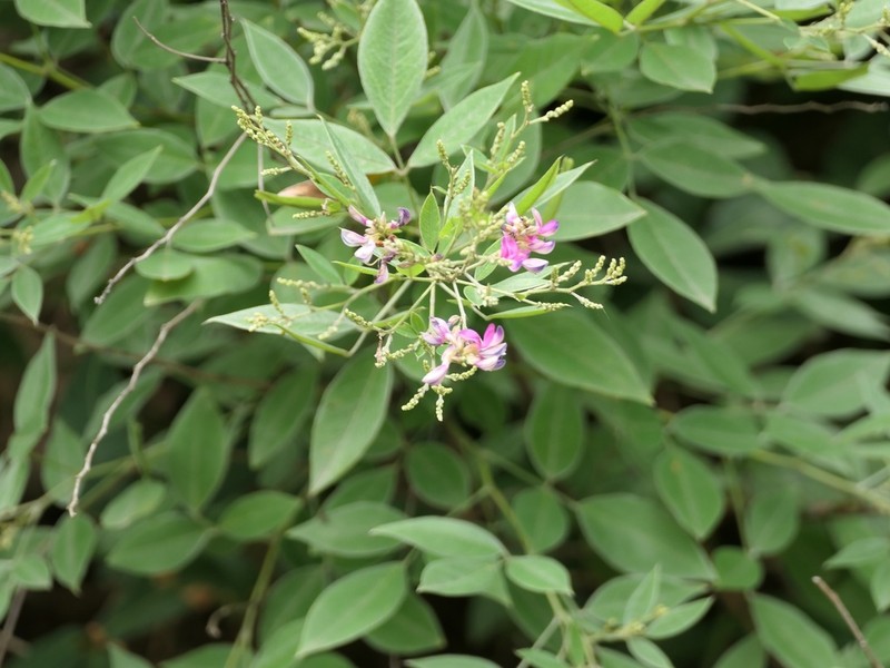 Lespedeza pseudomaximowiczii photo 5