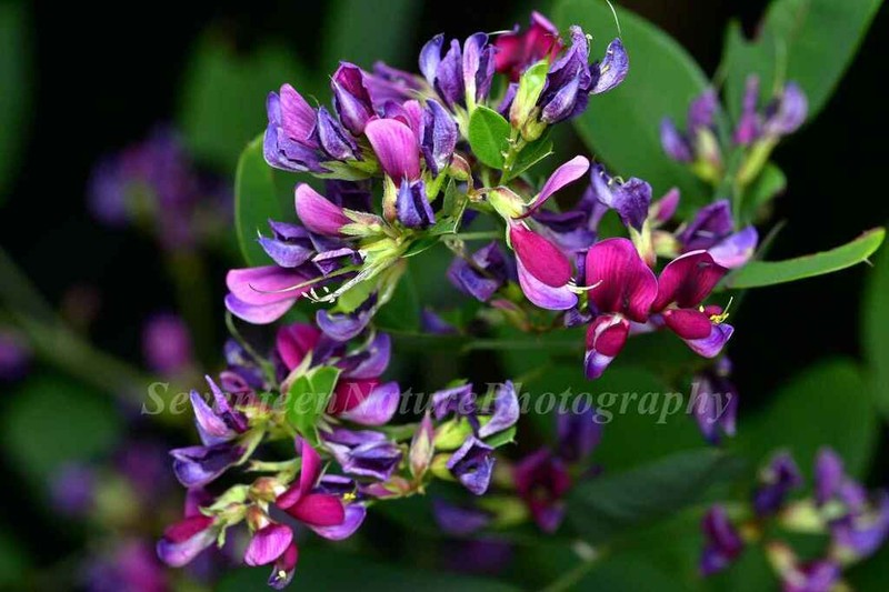 Lespedeza pseudomaximowiczii photo 6