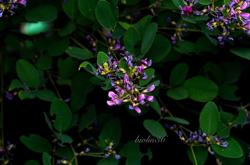 Lespedeza pseudomaximowiczii photo 7