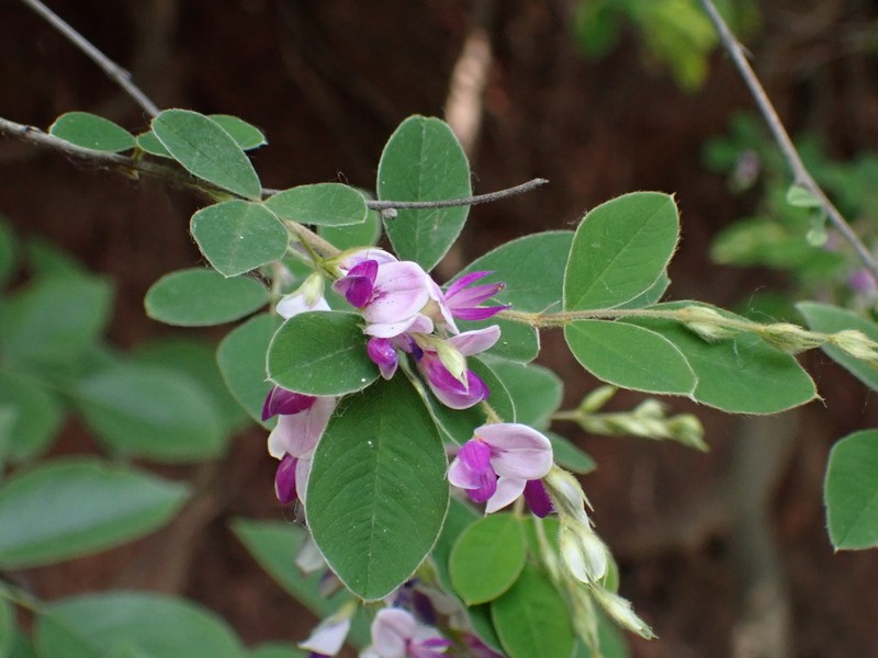 Lespedeza pseudomaximowiczii photo 8