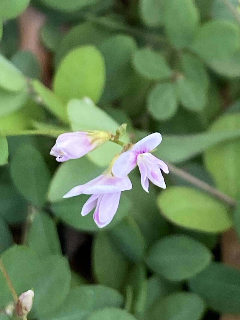 Creeping Lespedeza photo 5