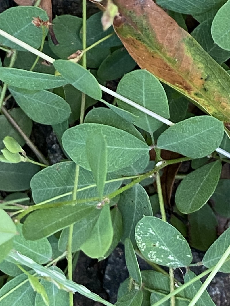 Creeping Lespedeza photo 6