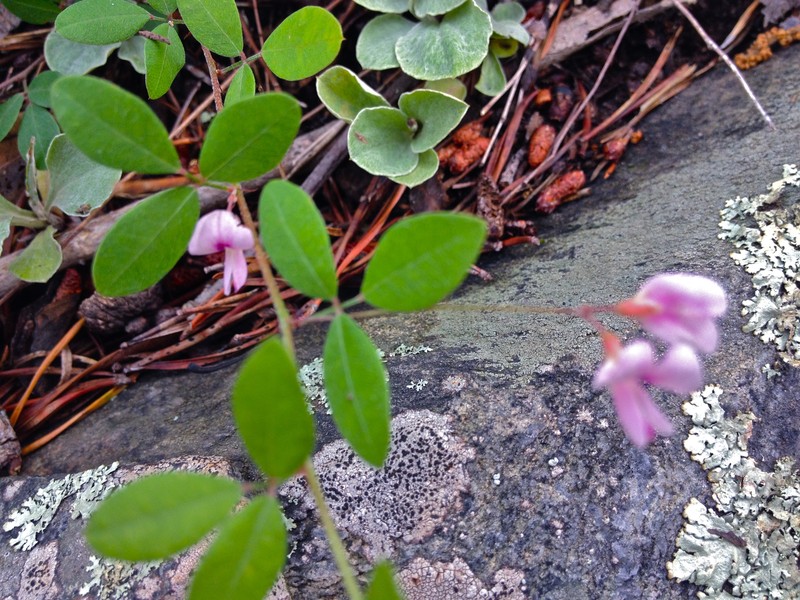 Creeping Lespedeza photo 2