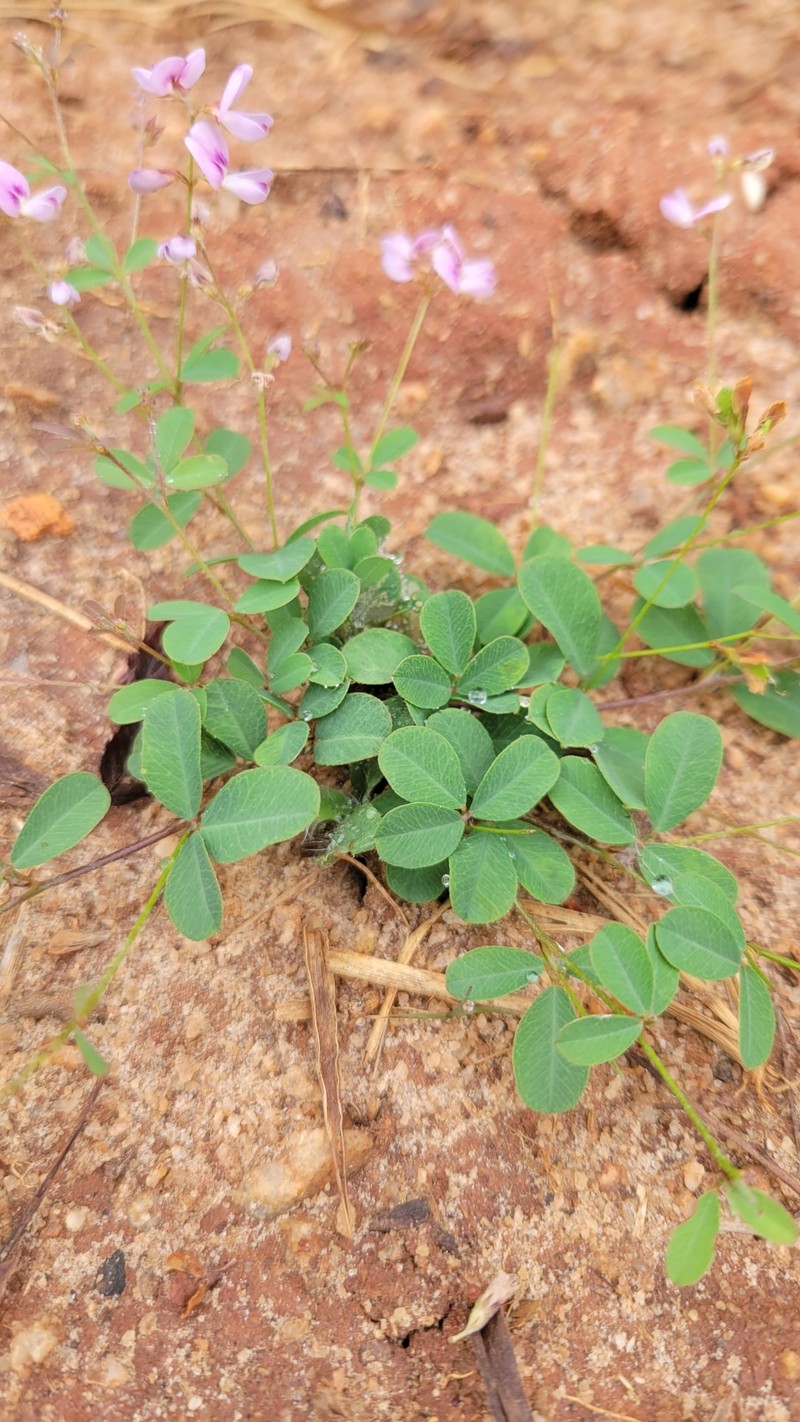 Creeping Lespedeza photo 3