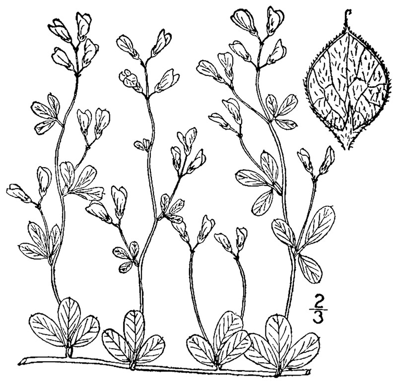 Creeping Lespedeza photo 4