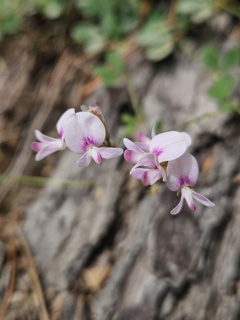 Creeping Lespedeza