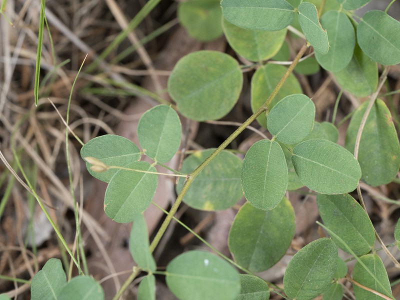 Creeping Lespedeza