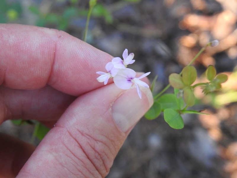 Creeping Lespedeza photo 2