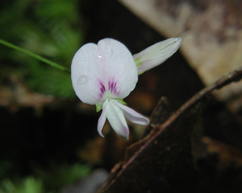 Creeping Lespedeza photo 3