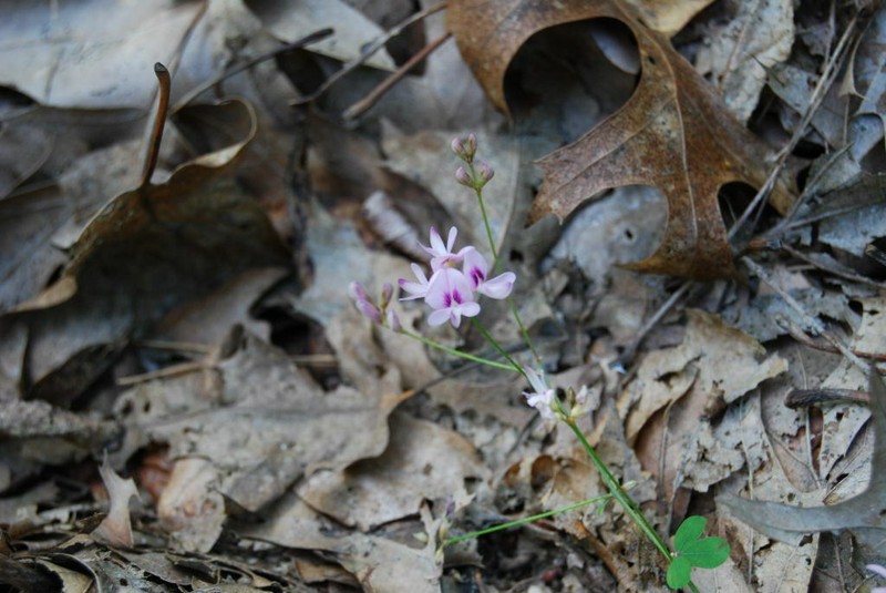 Creeping Lespedeza photo 4