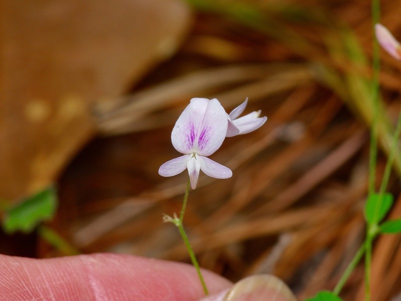 Creeping Lespedeza photo 5