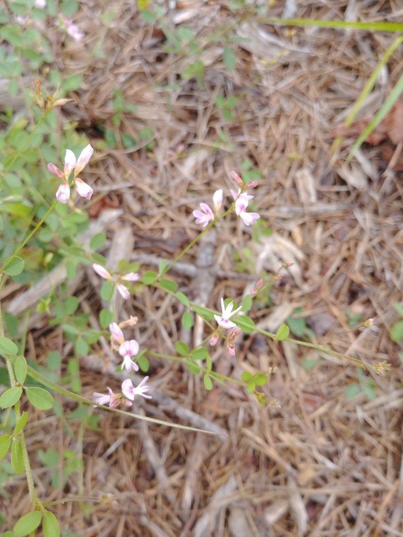 Creeping Lespedeza photo 6
