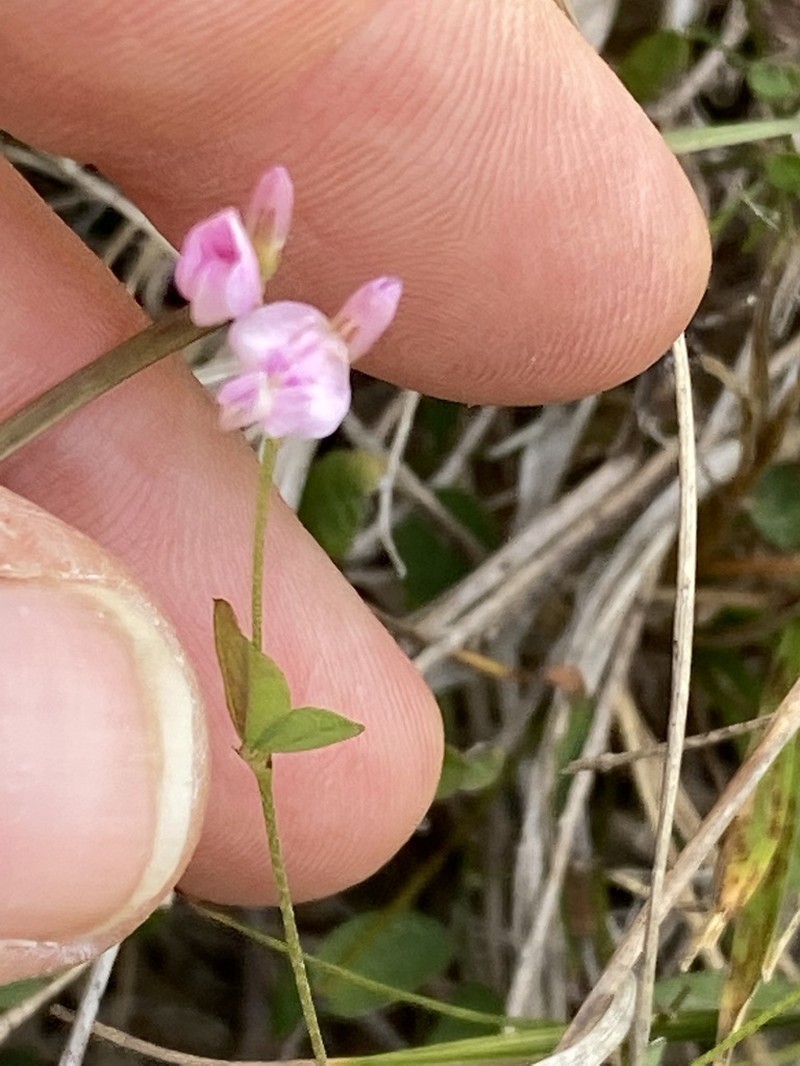 Creeping Lespedeza photo 7