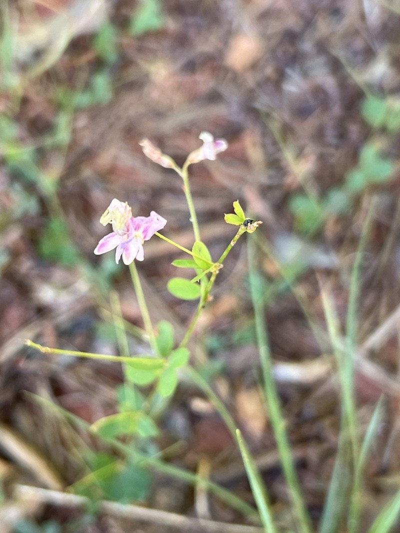 Creeping Lespedeza photo 8