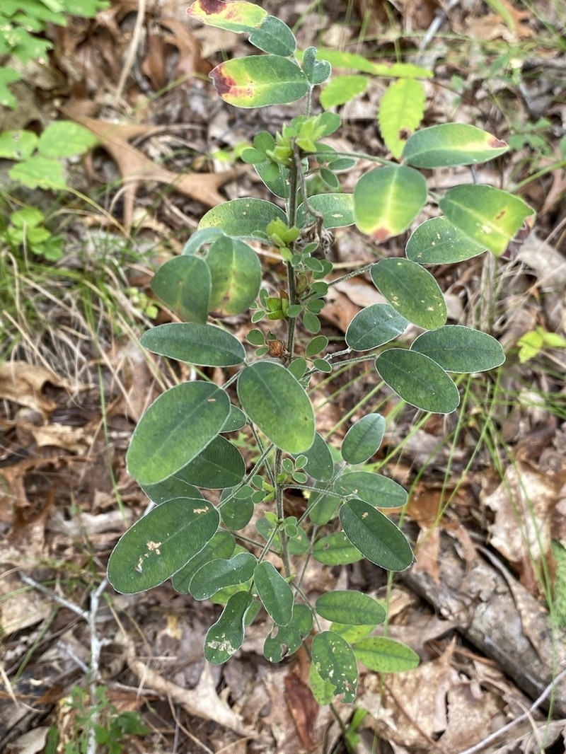 Tall Lespedeza