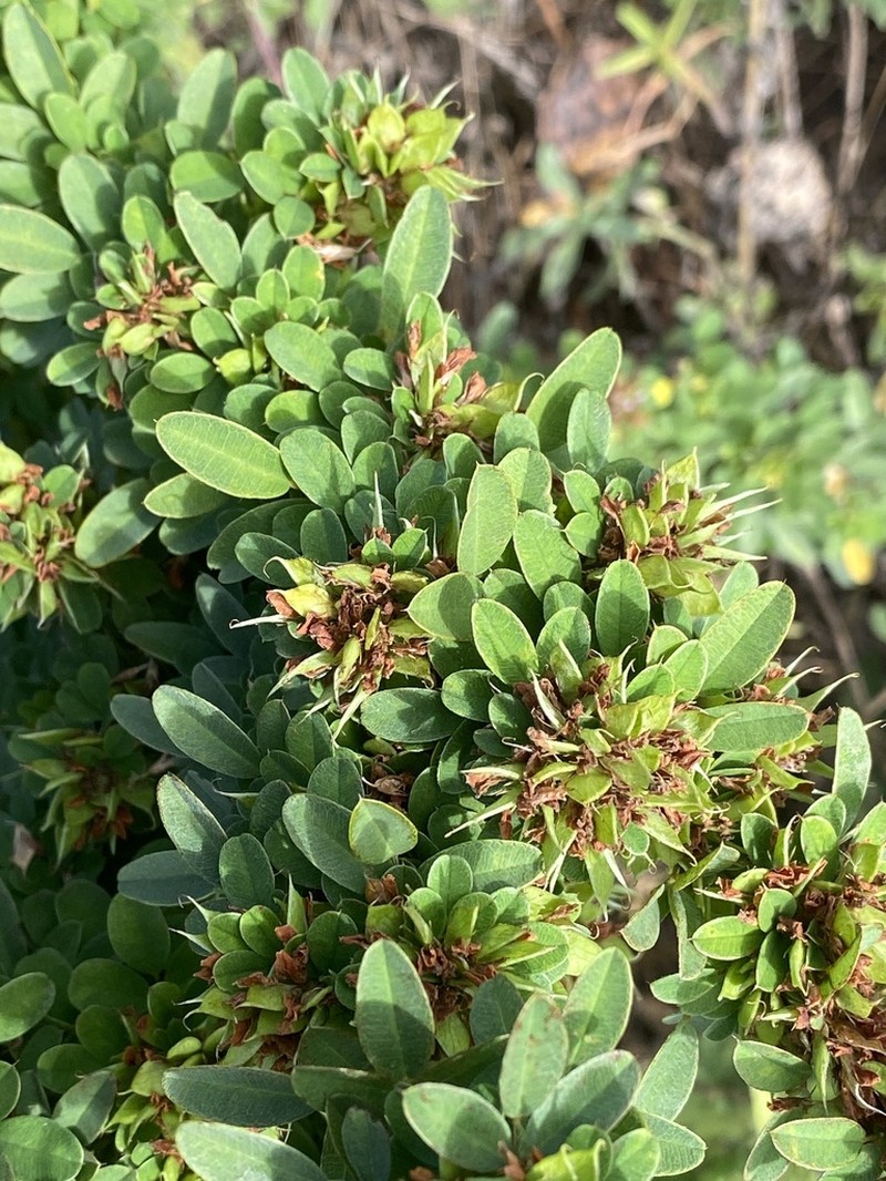 Tall Lespedeza photo 2