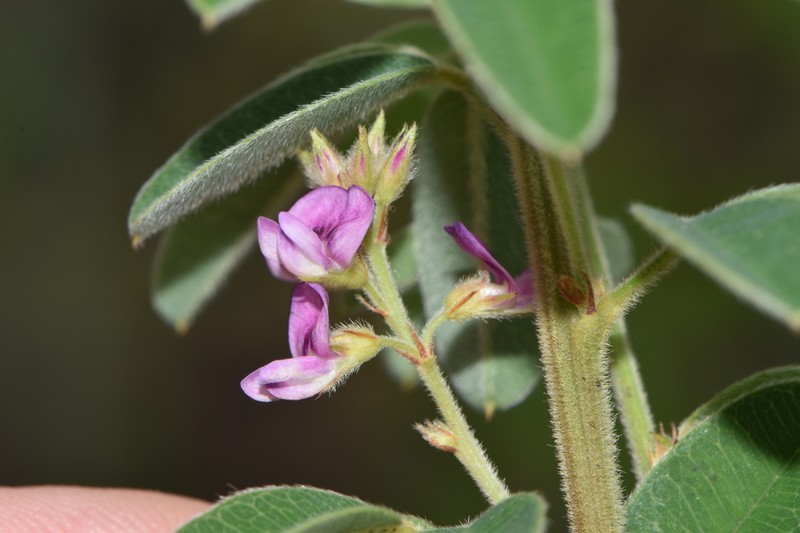 Tall Lespedeza photo 3