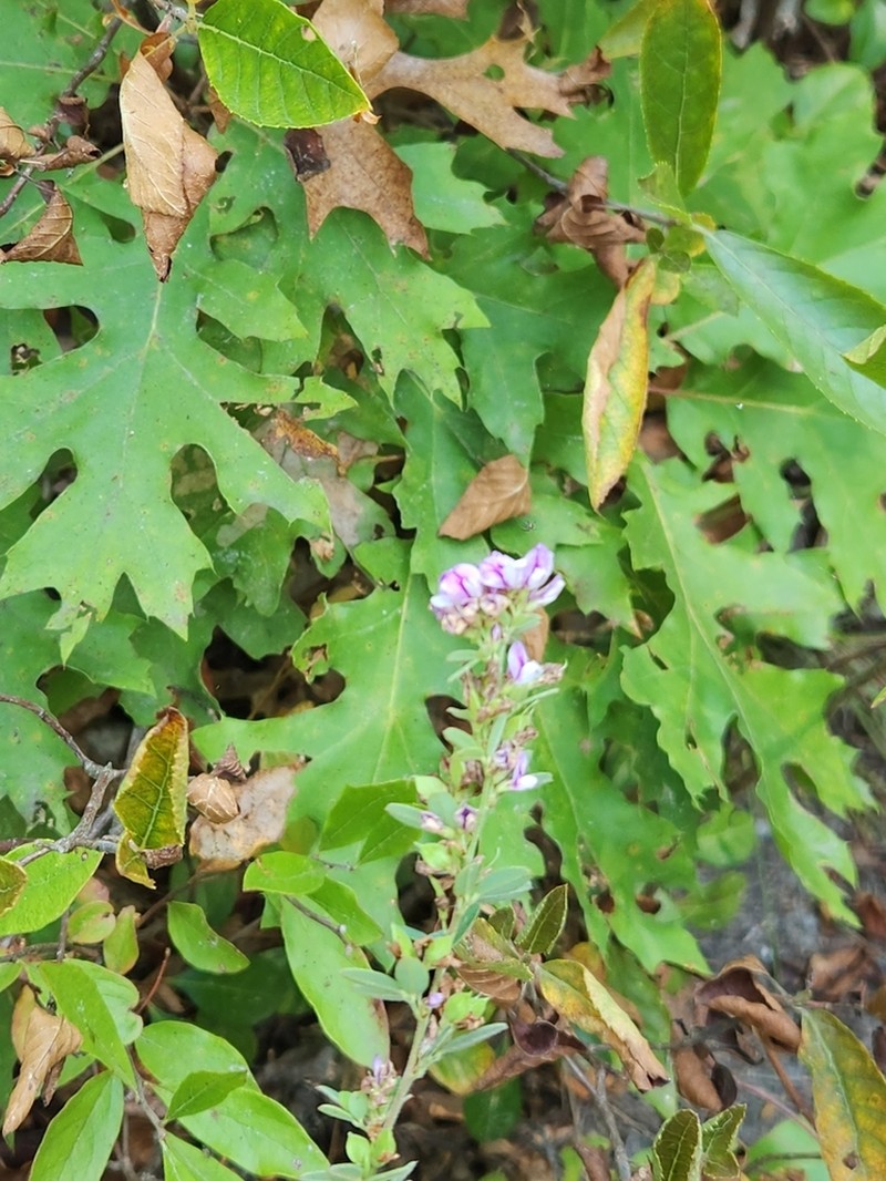 Tall Lespedeza photo 4