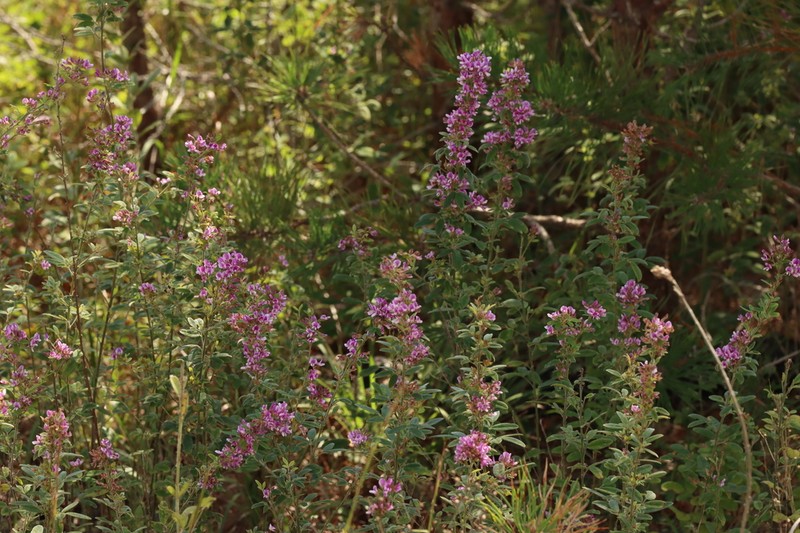 Tall Lespedeza photo 5
