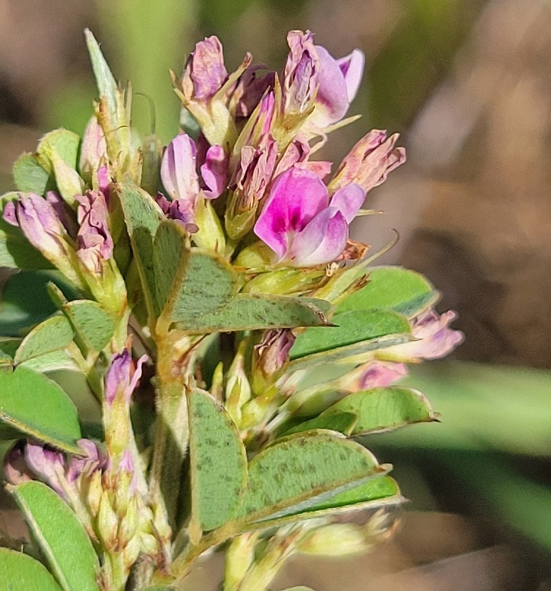 Tall Lespedeza photo 6